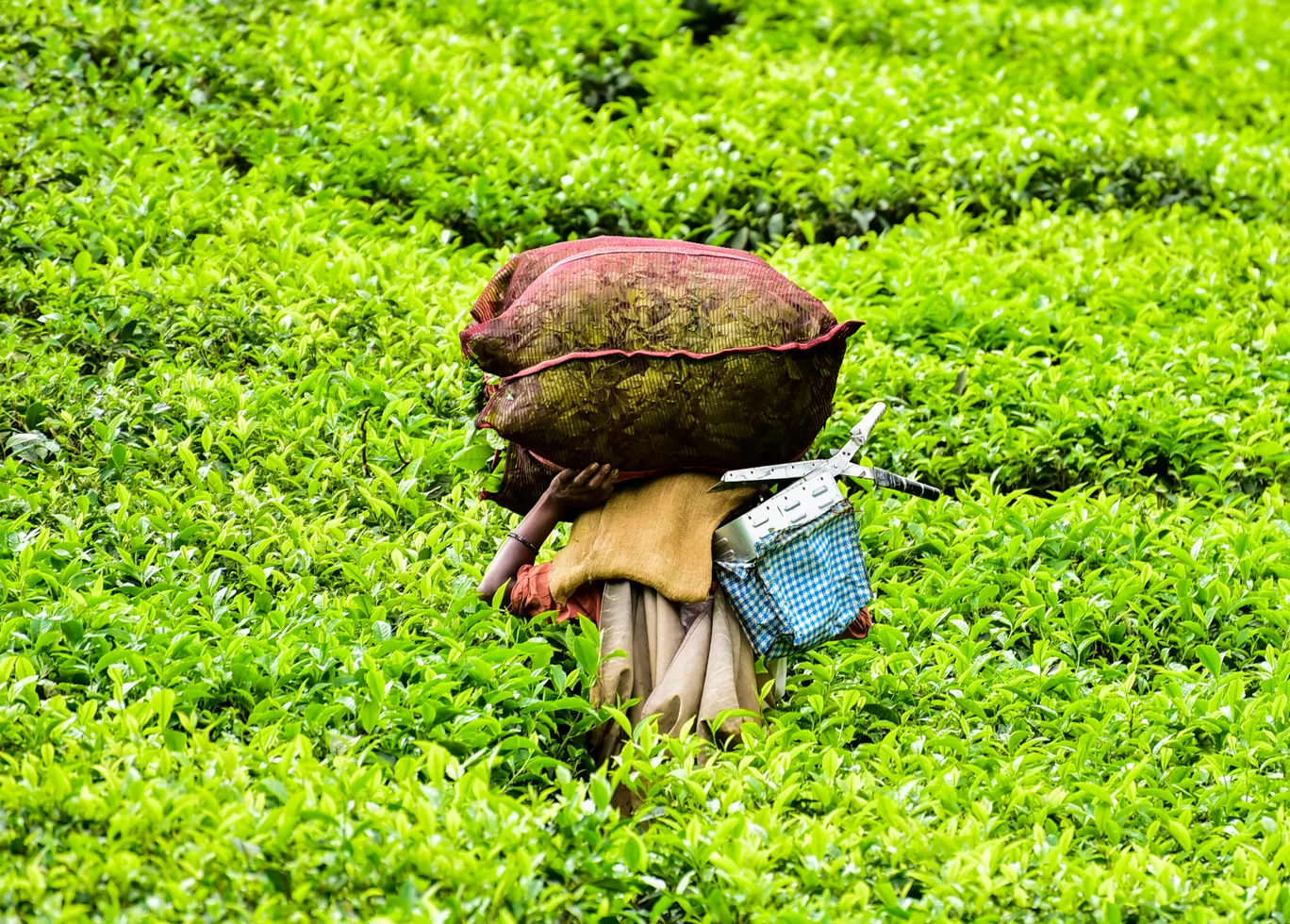 Photo of Kolukkumalai Tea Plantation By Mrphenomenal Diaries