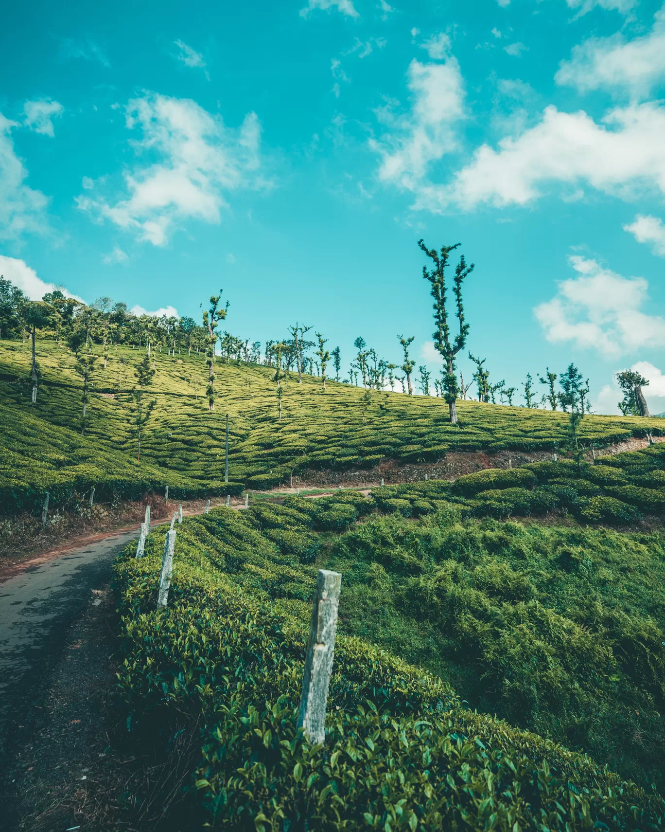 Photo of Nelliampathi By Mrphenomenal Diaries