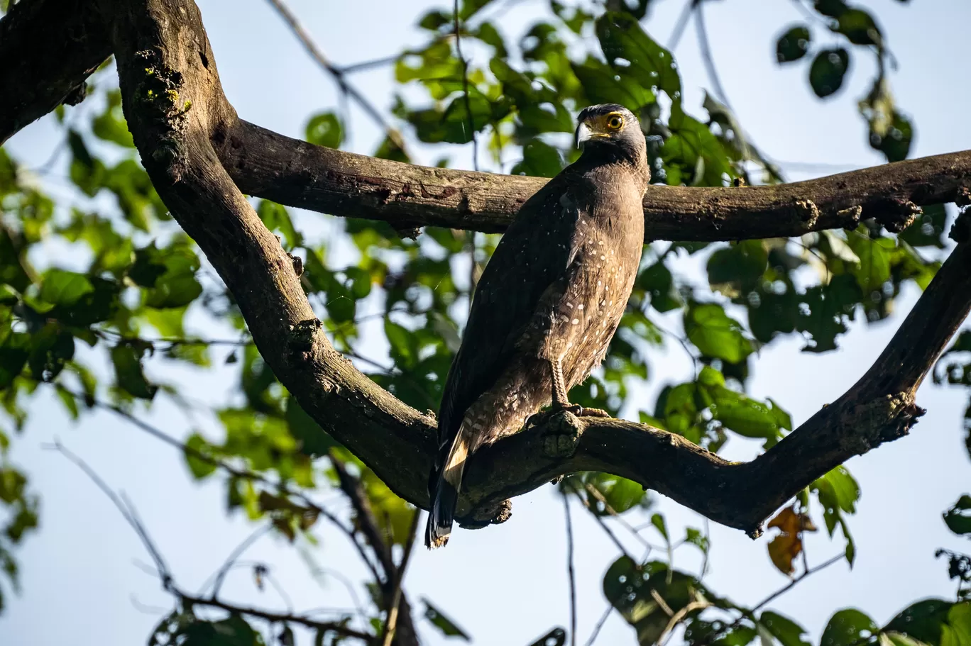 Photo of Tholpetty Wild Life Sanctuary By Mrphenomenal Diaries