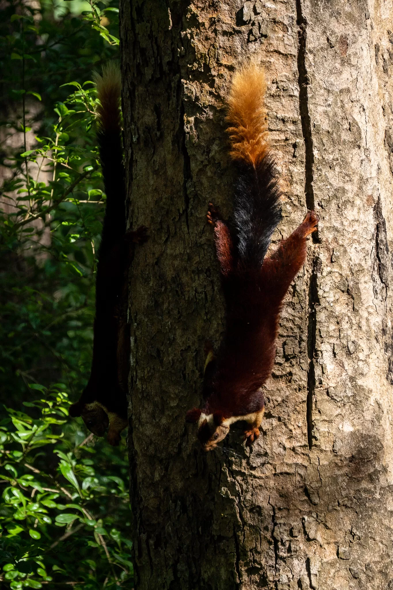 Photo of Tholpetty Wild Life Sanctuary By Mrphenomenal Diaries