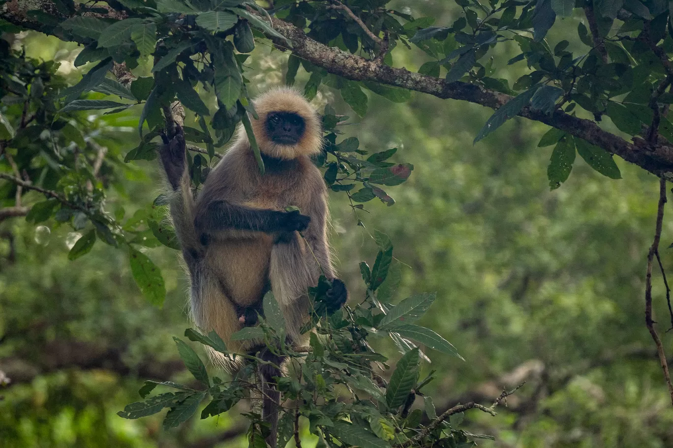 Photo of Tholpetty Wild Life Sanctuary By Mrphenomenal Diaries