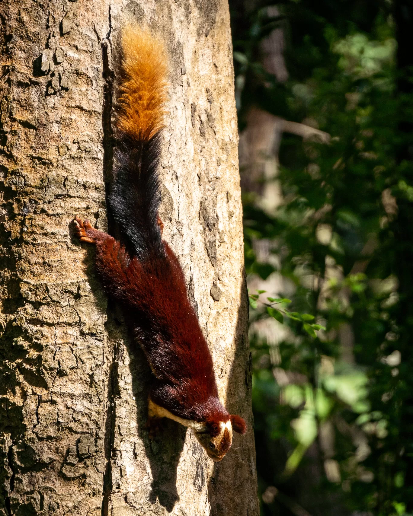 Photo of Tholpetty Wild Life Sanctuary By Mrphenomenal Diaries