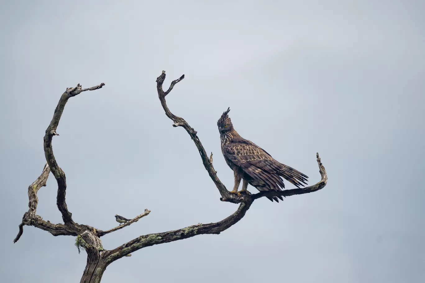 Photo of Bandipur Tiger Reserve And National Park By Mrphenomenal Diaries