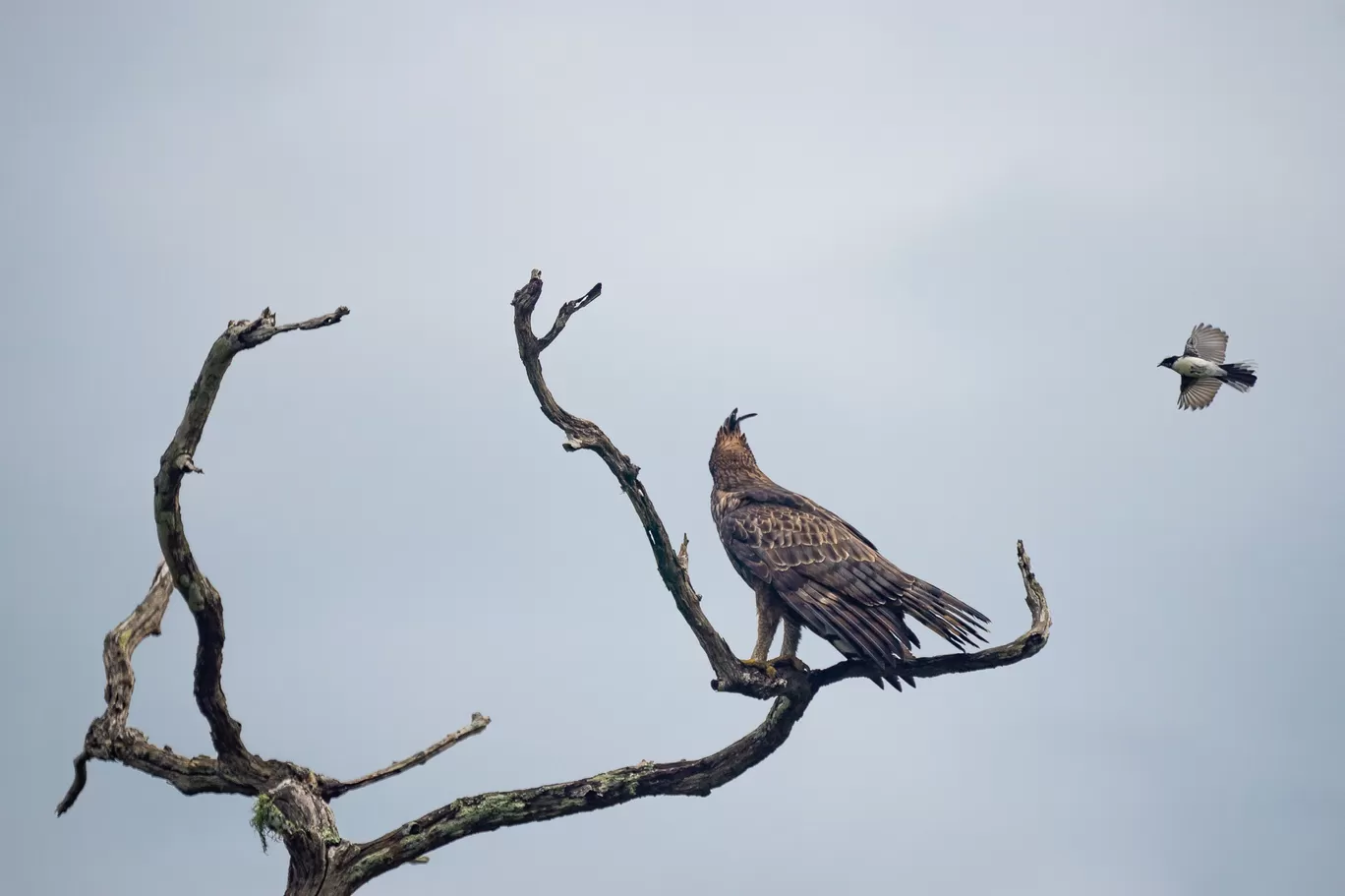 Photo of Bandipur Tiger Reserve And National Park By Mrphenomenal Diaries