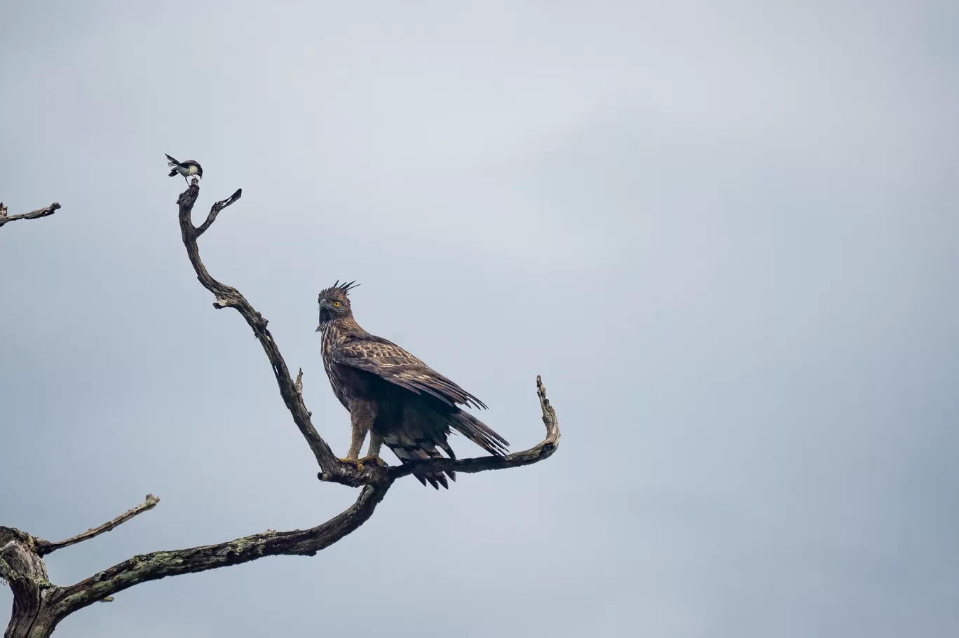 Photo of Bandipur Tiger Reserve And National Park By Mrphenomenal Diaries