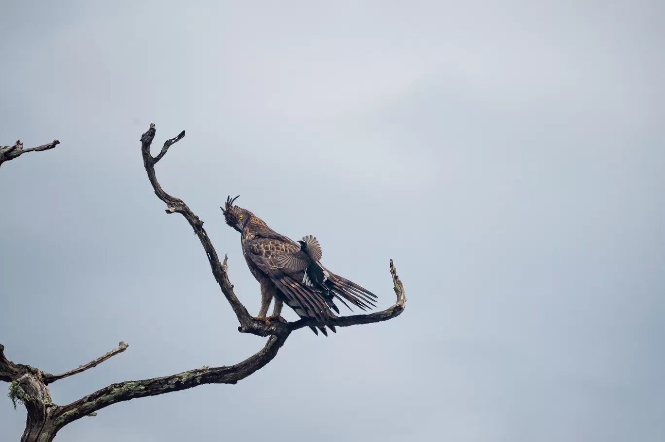 Photo of Bandipur Tiger Reserve And National Park By Mrphenomenal Diaries