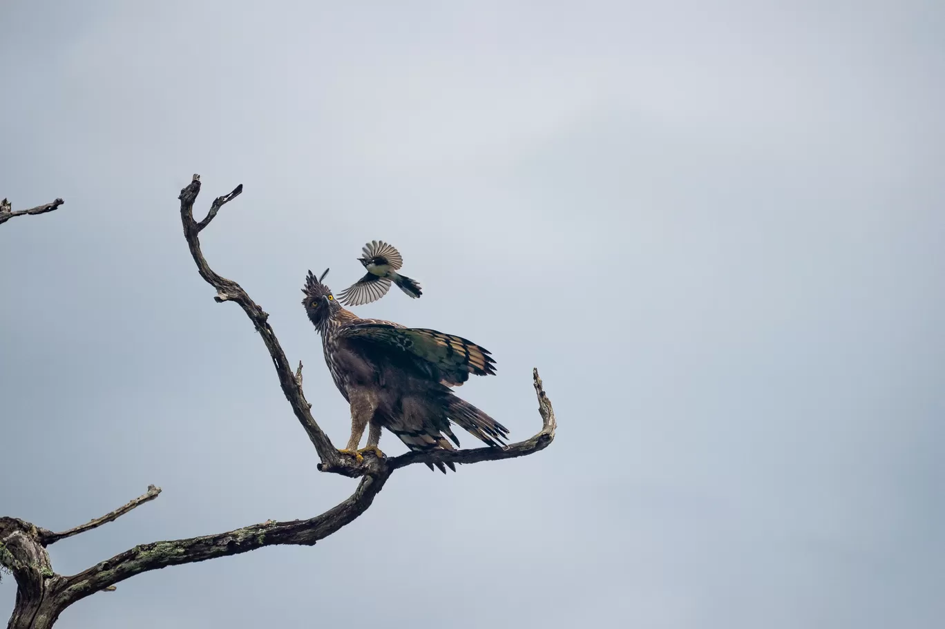 Photo of Bandipur Tiger Reserve And National Park By Mrphenomenal Diaries