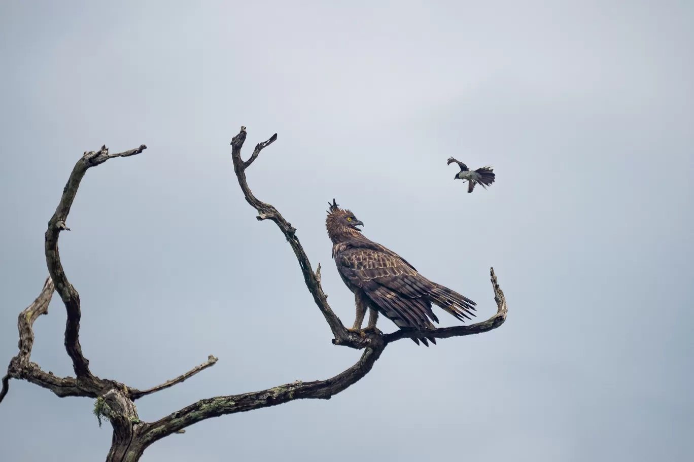 Photo of Bandipur Tiger Reserve And National Park By Mrphenomenal Diaries