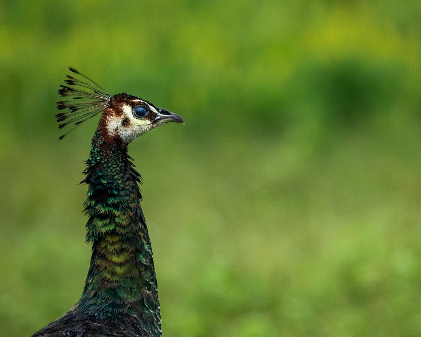 Photo of Bandipur Tiger Reserve And National Park By Mrphenomenal Diaries