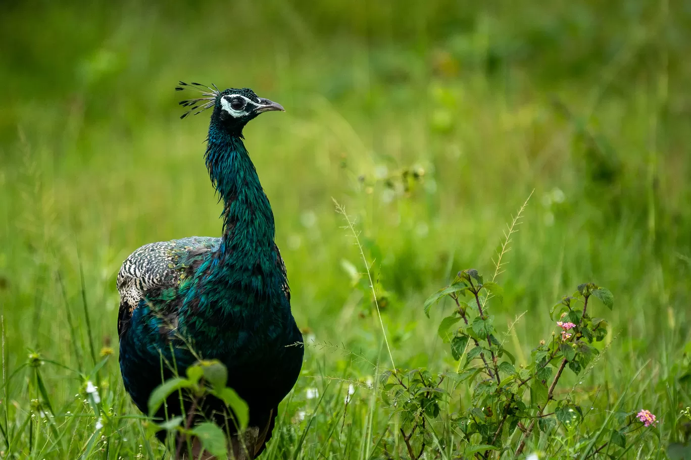 Photo of Bandipur Tiger Reserve And National Park By Mrphenomenal Diaries