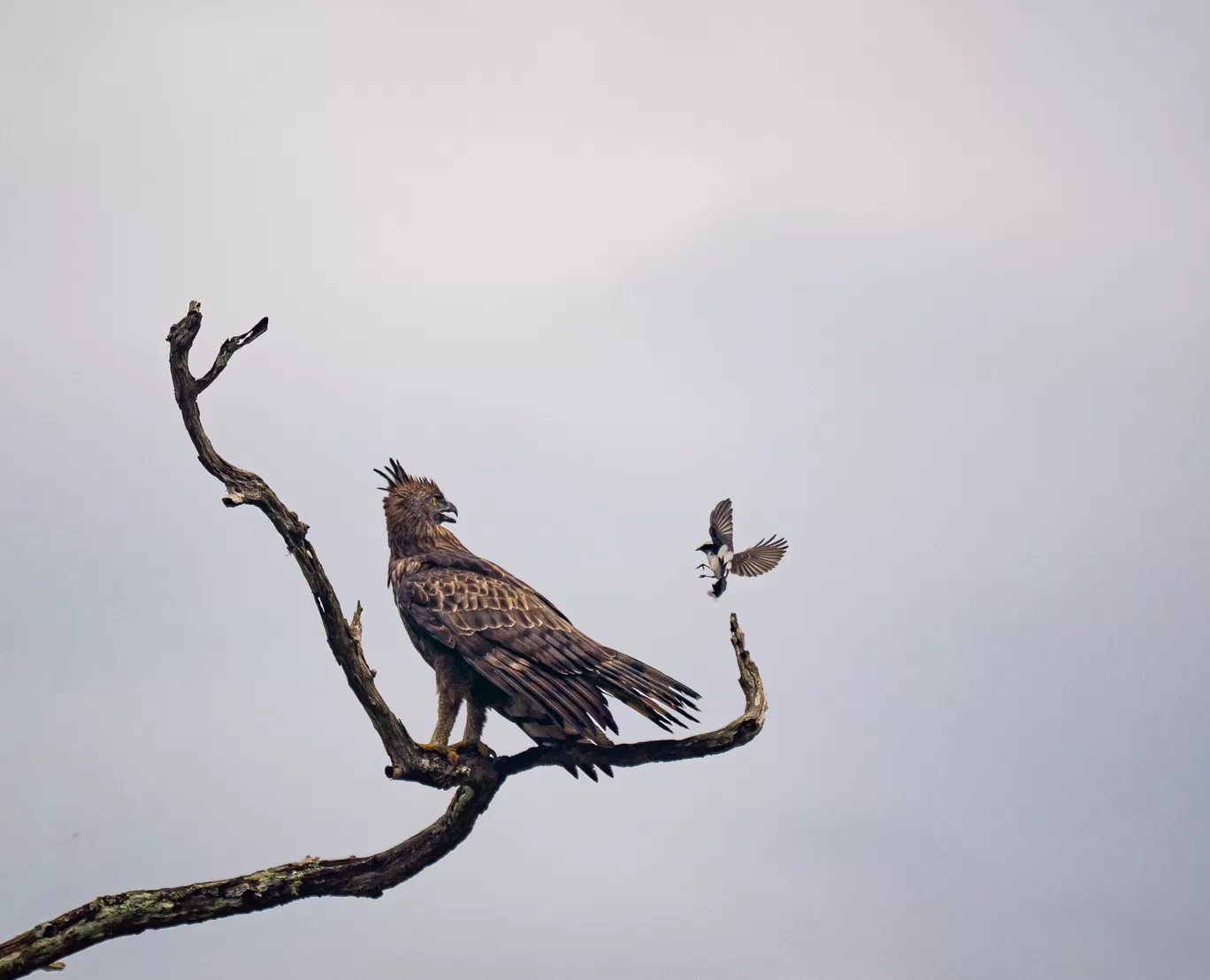 Photo of Bandipur Tiger Reserve And National Park By Mrphenomenal Diaries