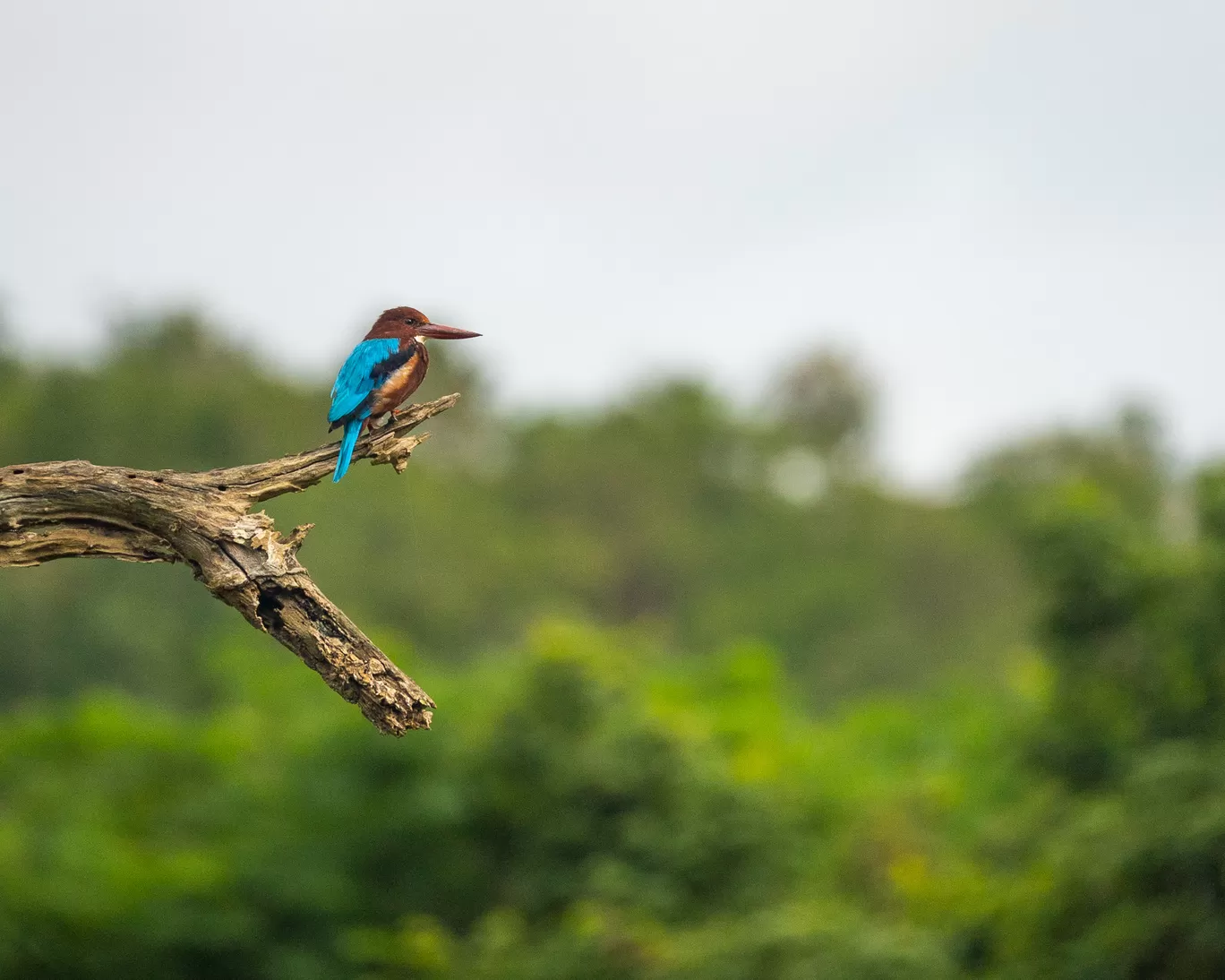 Photo of Bandipur Tiger Reserve And National Park By Mrphenomenal Diaries