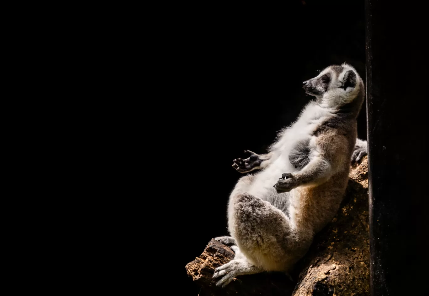 Photo of Sri Chamarajendra Zoological Gardens By Mrphenomenal Diaries