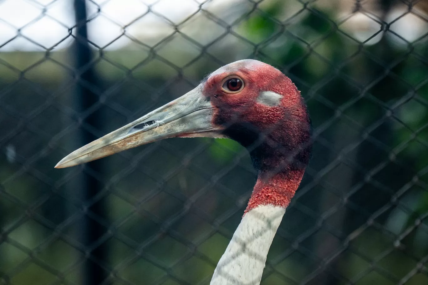 Photo of Sri Chamarajendra Zoological Gardens By Mrphenomenal Diaries