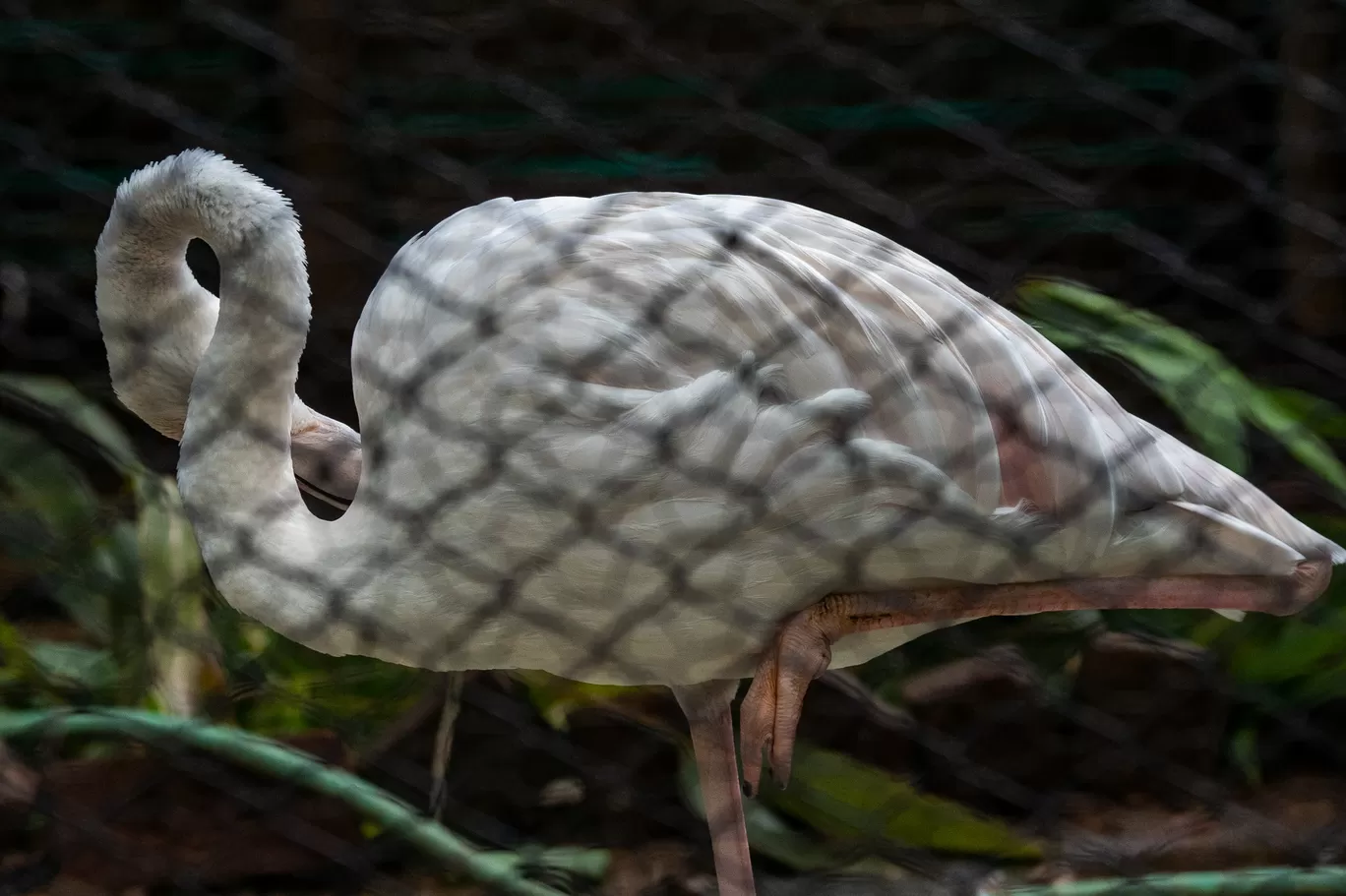 Photo of Sri Chamarajendra Zoological Gardens By Mrphenomenal Diaries