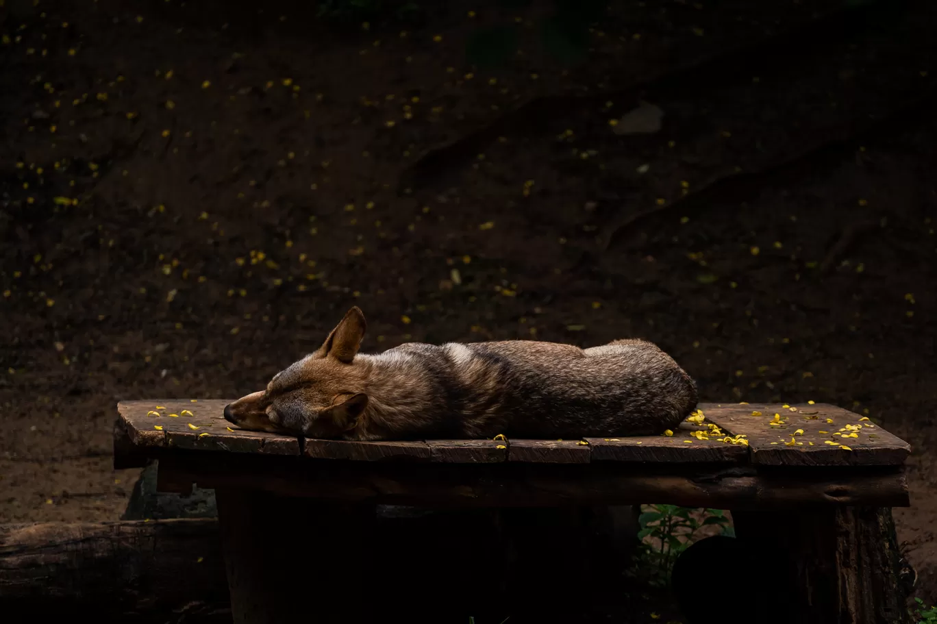 Photo of Sri Chamarajendra Zoological Gardens By Mrphenomenal Diaries