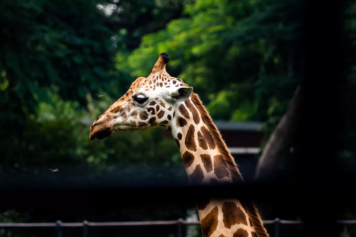 Photo of Sri Chamarajendra Zoological Gardens By Mrphenomenal Diaries