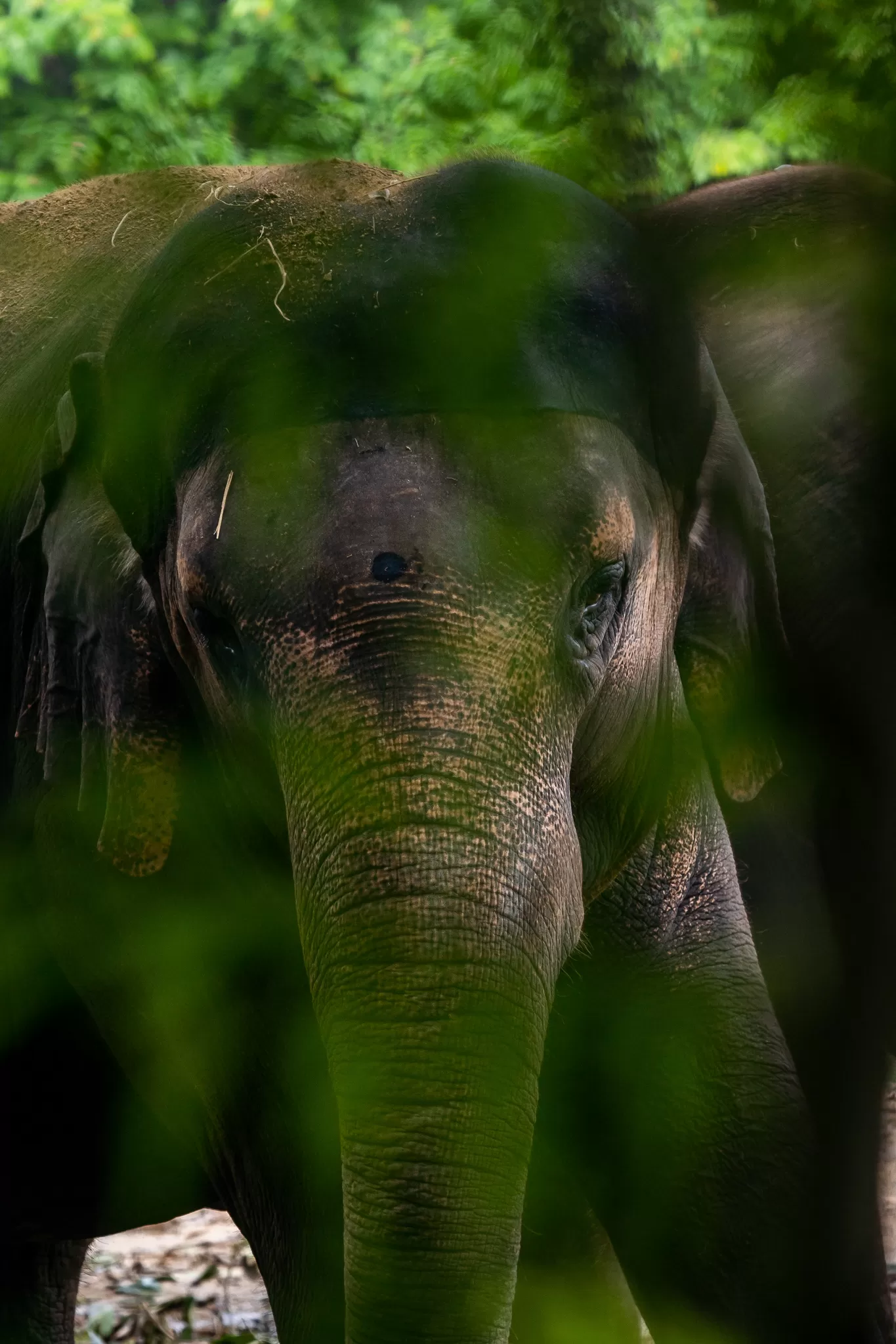 Photo of Sri Chamarajendra Zoological Gardens By Mrphenomenal Diaries