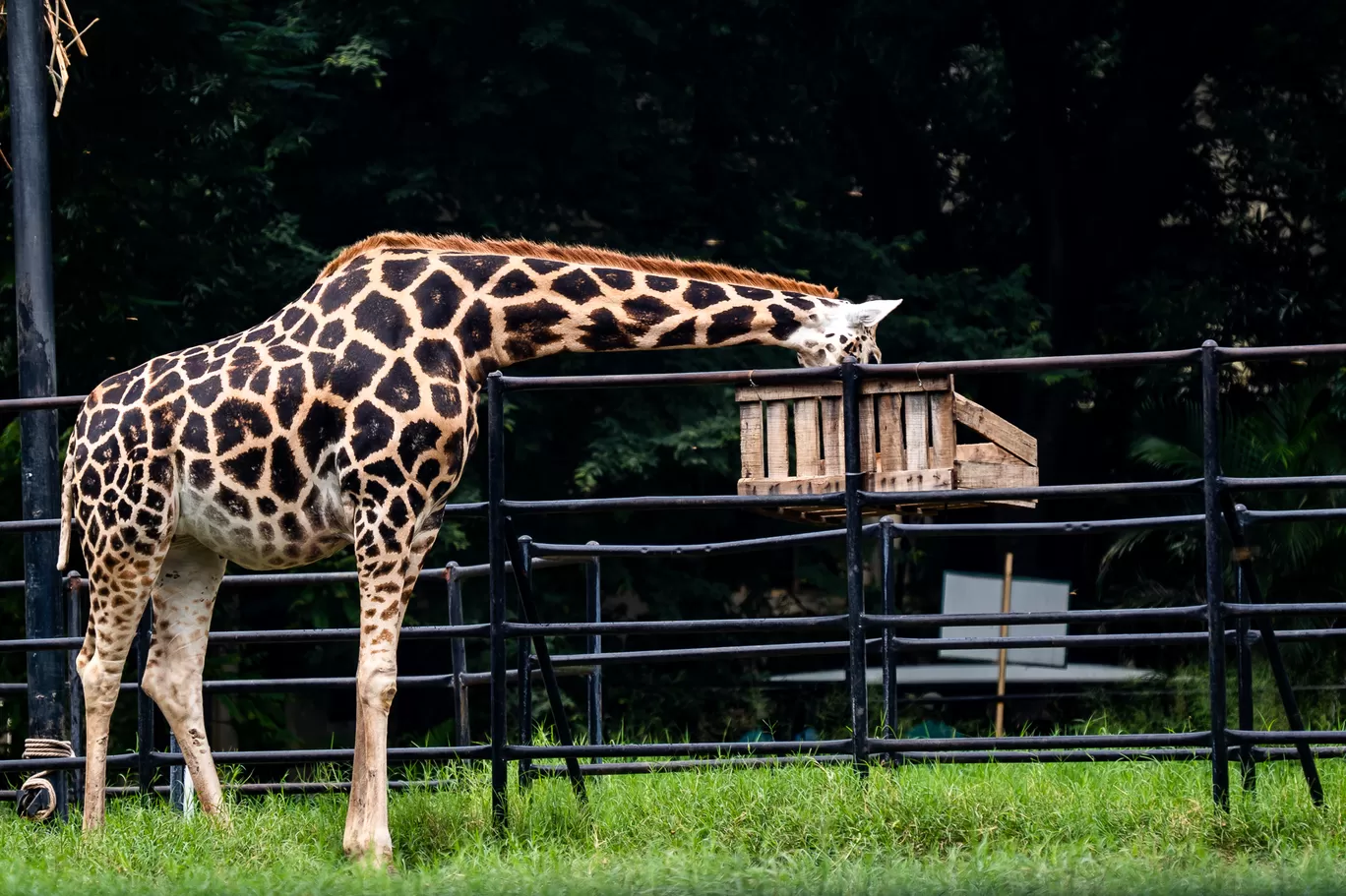 Photo of Sri Chamarajendra Zoological Gardens By Mrphenomenal Diaries