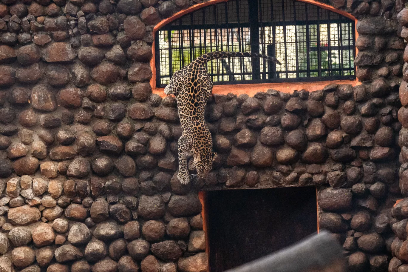 Photo of Sri Chamarajendra Zoological Gardens By Mrphenomenal Diaries