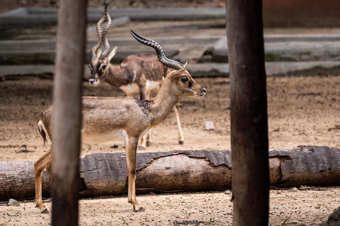 Photo of Sri Chamarajendra Zoological Gardens By Mrphenomenal Diaries