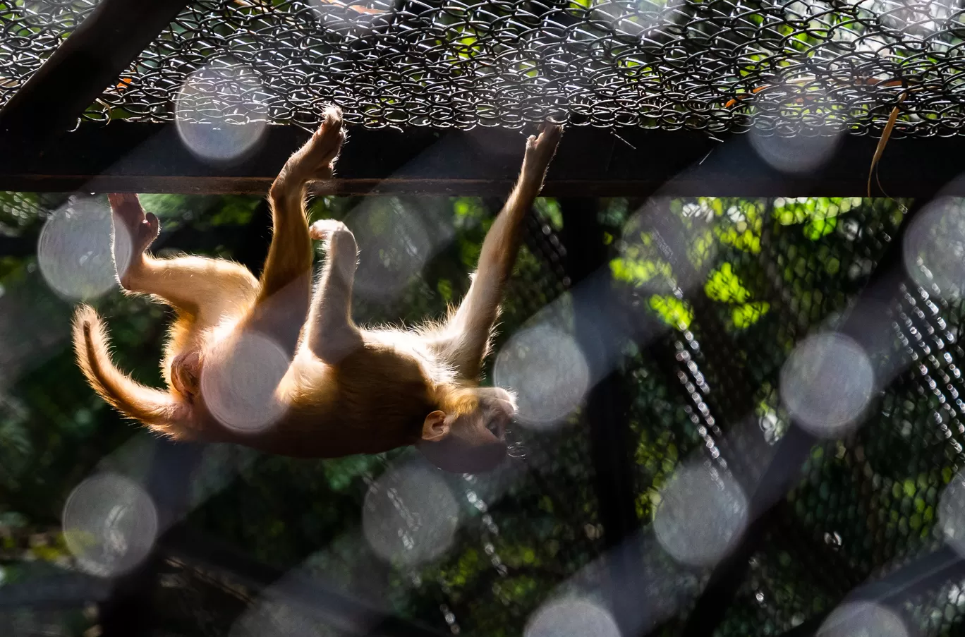 Photo of Sri Chamarajendra Zoological Gardens By Mrphenomenal Diaries