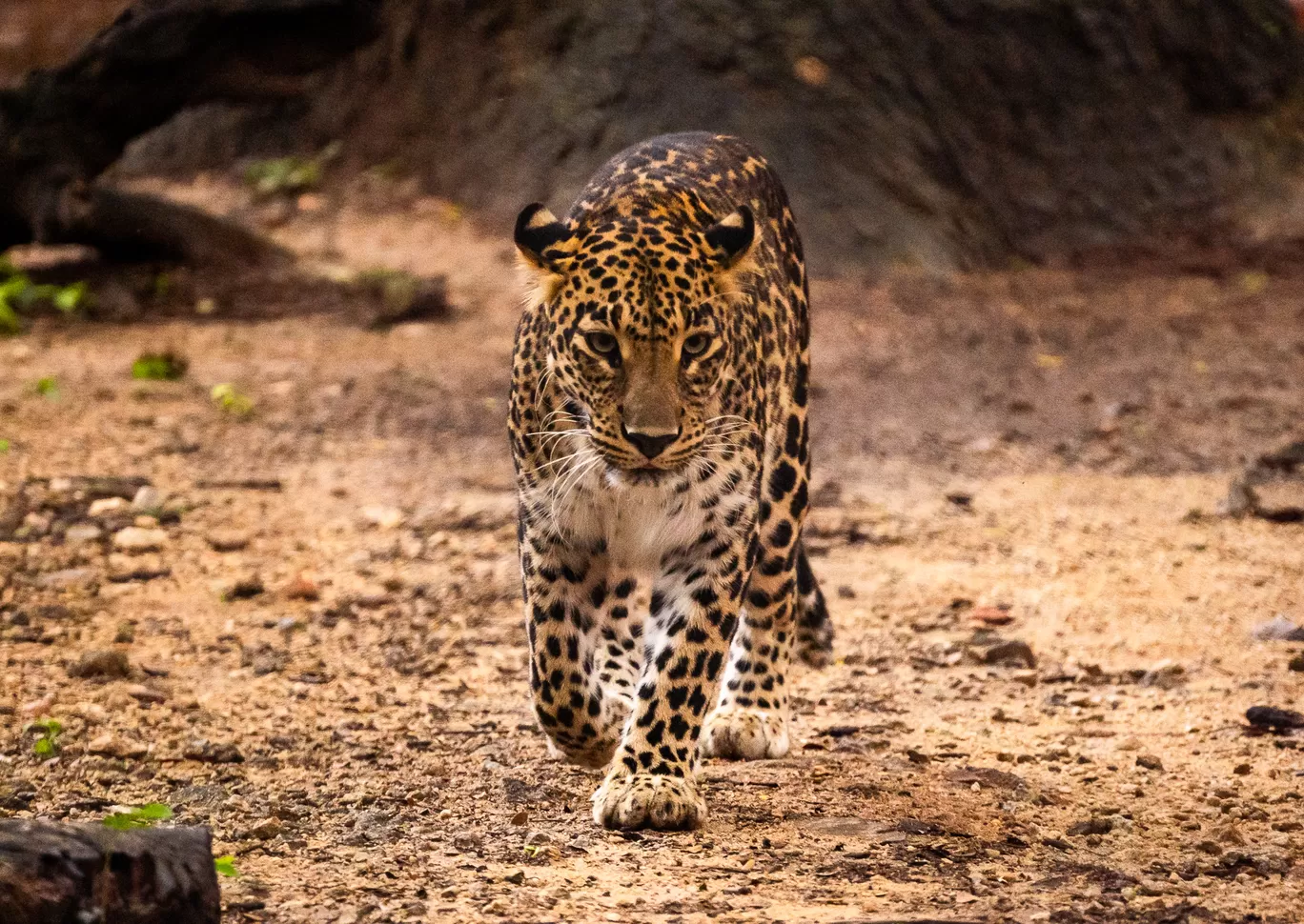 Photo of Sri Chamarajendra Zoological Gardens By Mrphenomenal Diaries