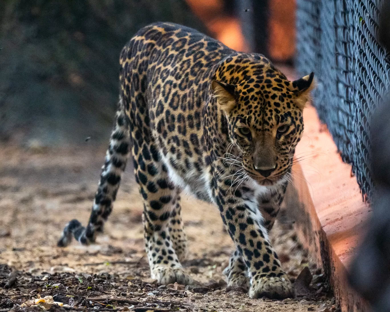 Photo of Sri Chamarajendra Zoological Gardens By Mrphenomenal Diaries