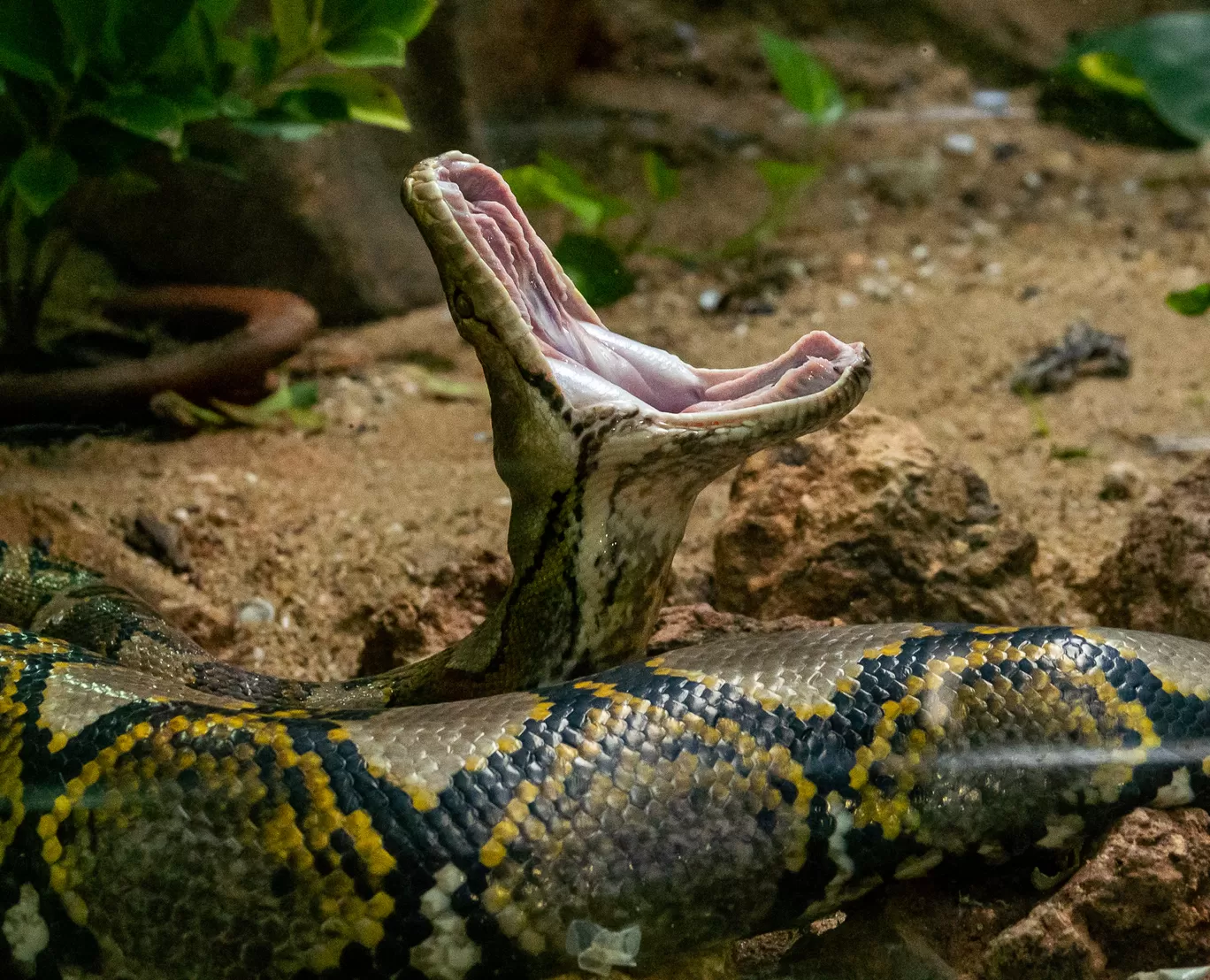 Photo of Sri Chamarajendra Zoological Gardens By Mrphenomenal Diaries