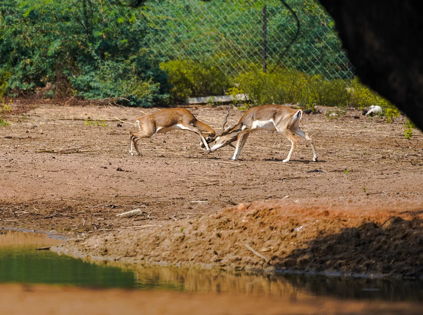 Photo of Karimnagar Deer Park By Mrphenomenal Diaries