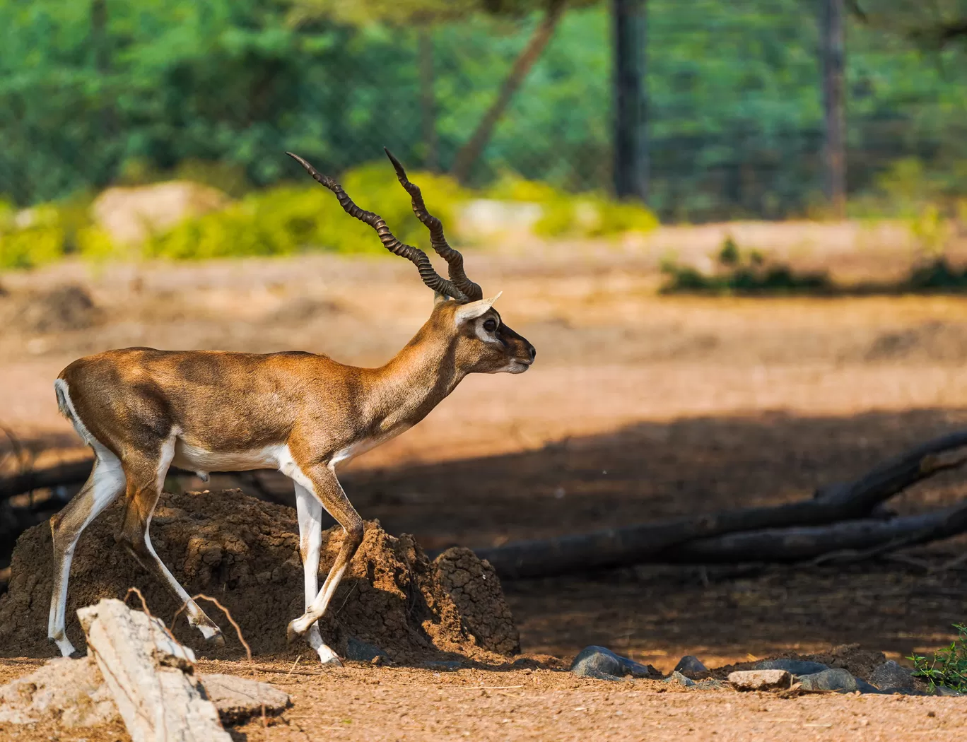 Photo of Karimnagar Deer Park By Mrphenomenal Diaries