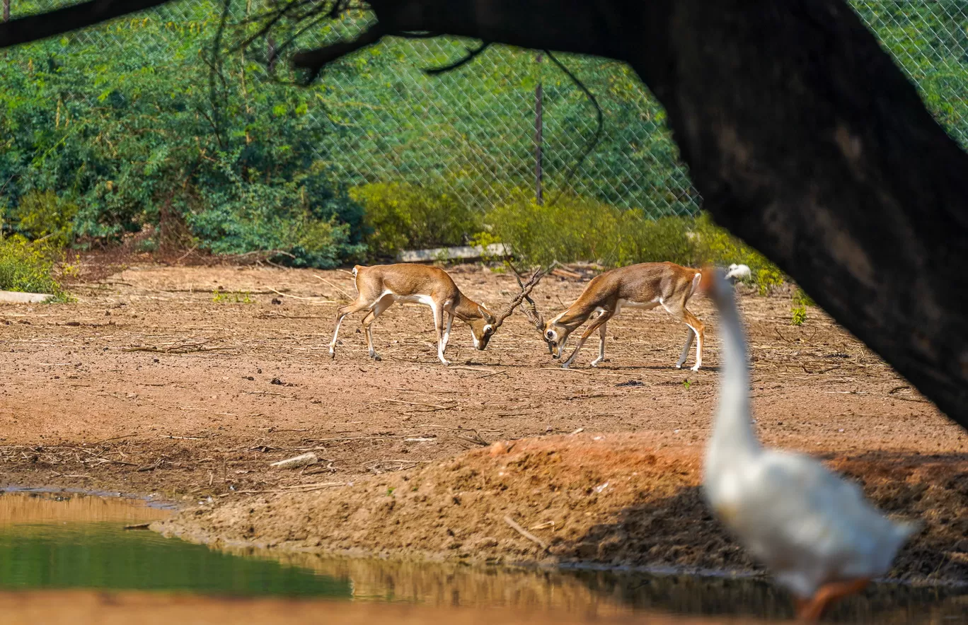 Photo of Karimnagar Deer Park By Mrphenomenal Diaries