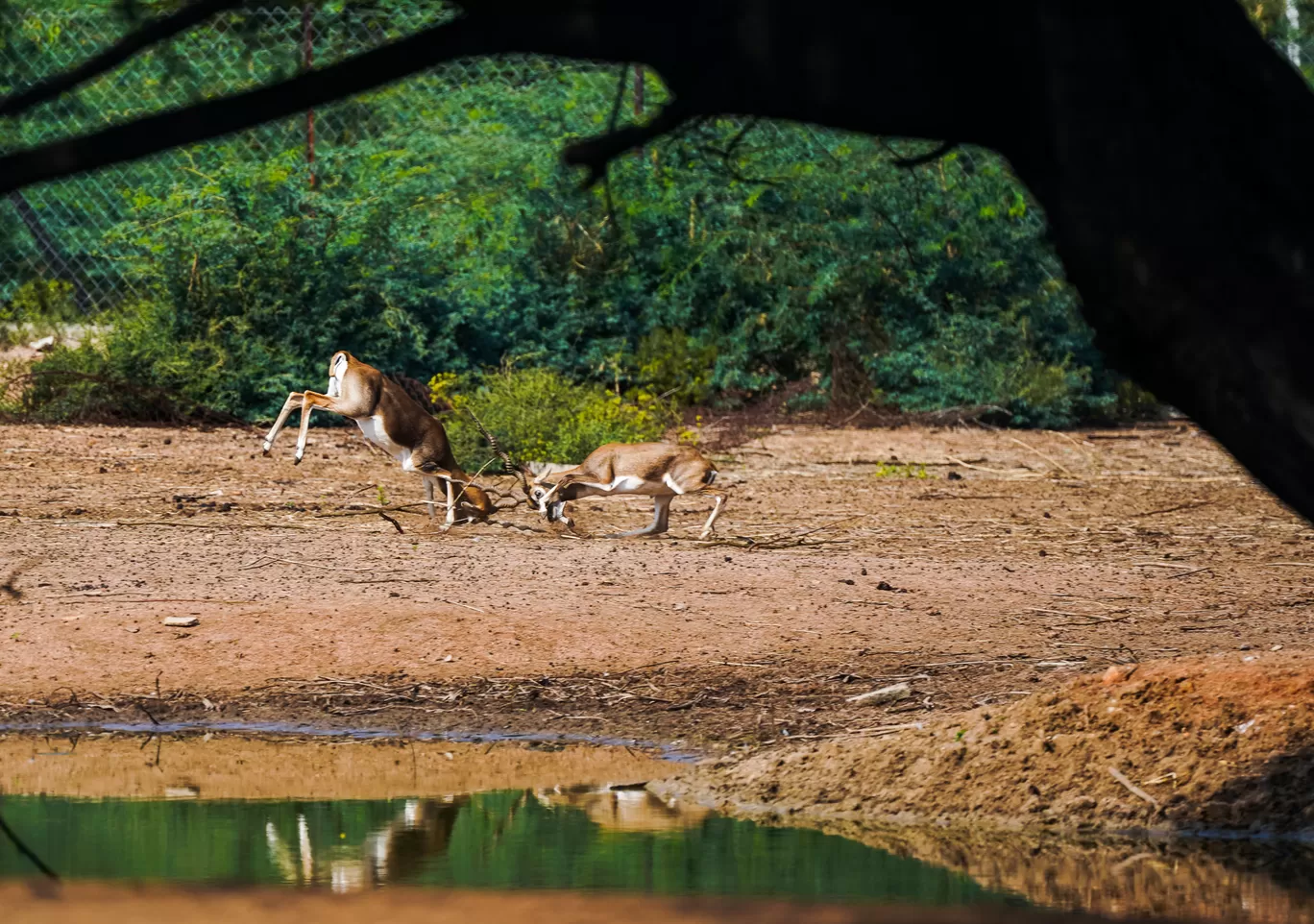 Photo of Karimnagar Deer Park By Mrphenomenal Diaries