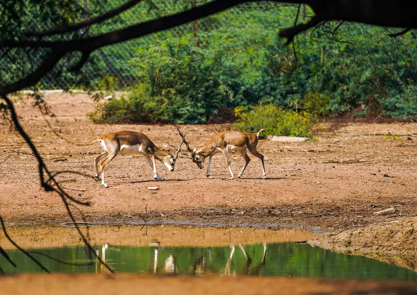 Photo of Karimnagar Deer Park By Mrphenomenal Diaries