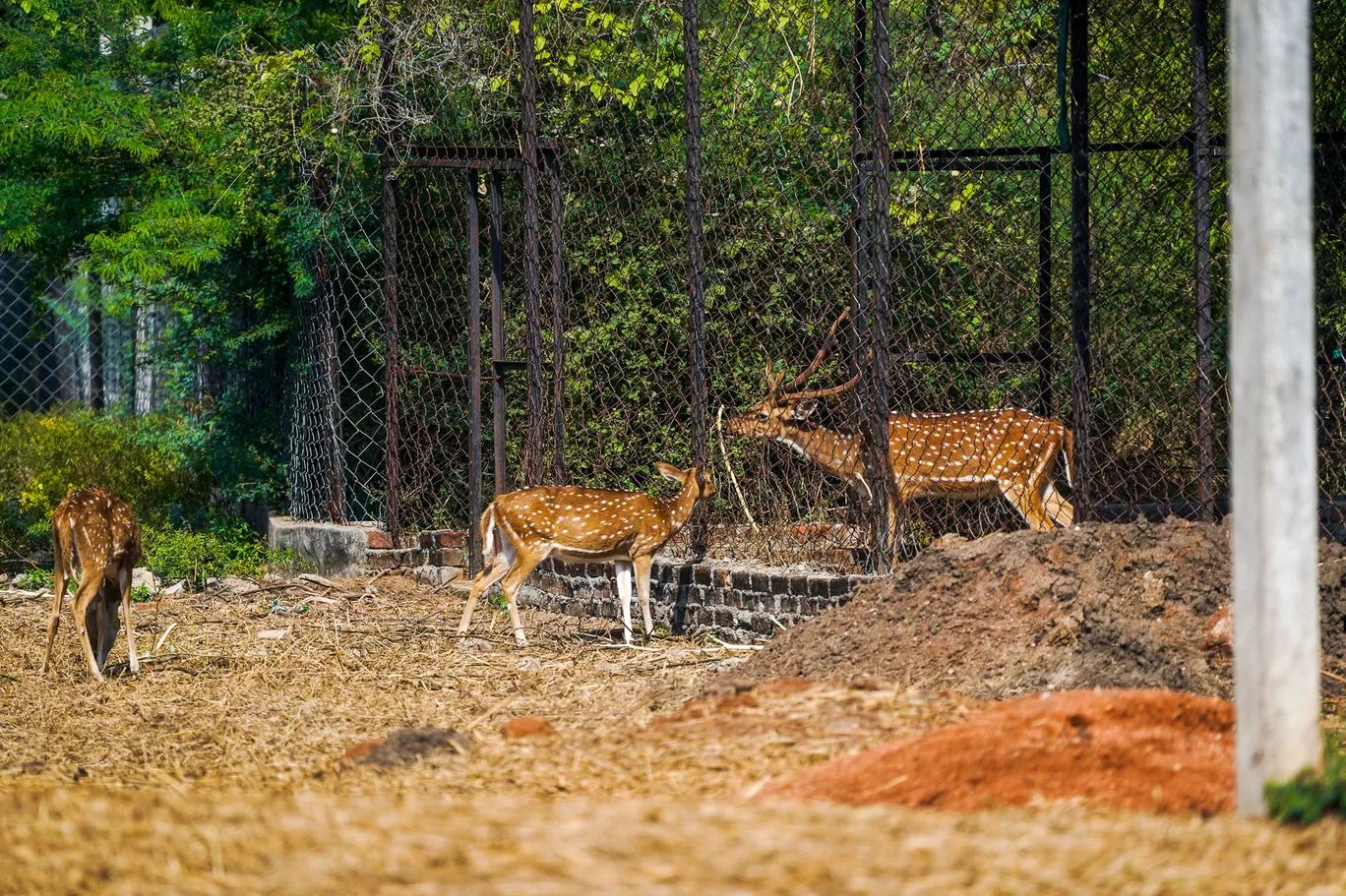 Photo of Karimnagar Deer Park By Mrphenomenal Diaries