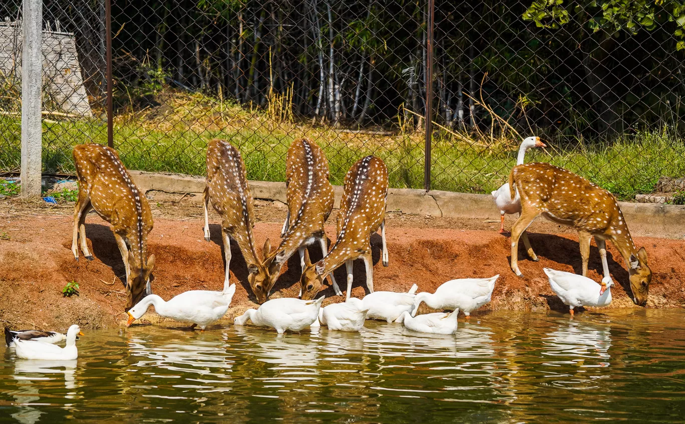 Photo of Karimnagar Deer Park By Mrphenomenal Diaries