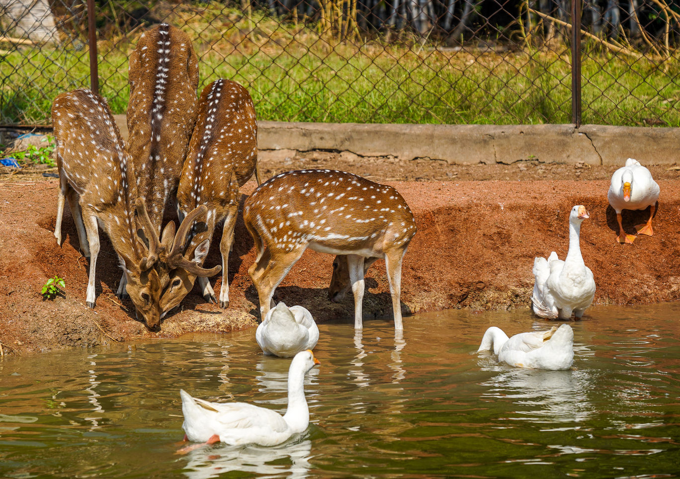 Photo of Karimnagar Deer Park By Mrphenomenal Diaries