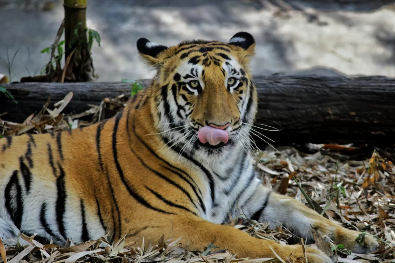 Photo of Rajiv Gandhi Zoological Park By Dipesh Singh