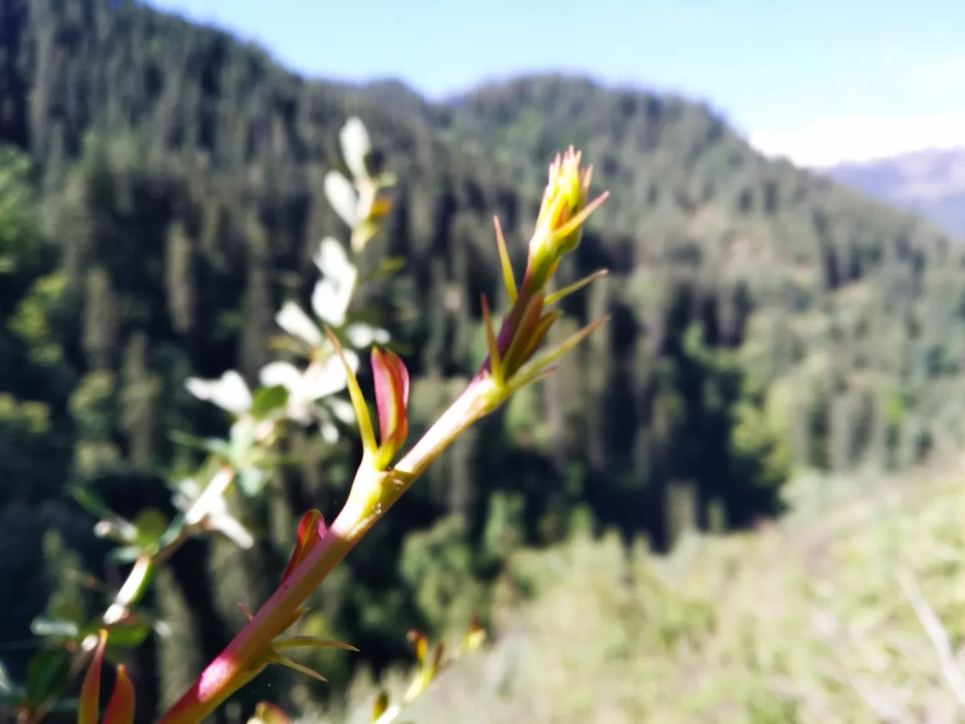 Photo of Kheer Ganga Trek By PRITINDRA SAHOO