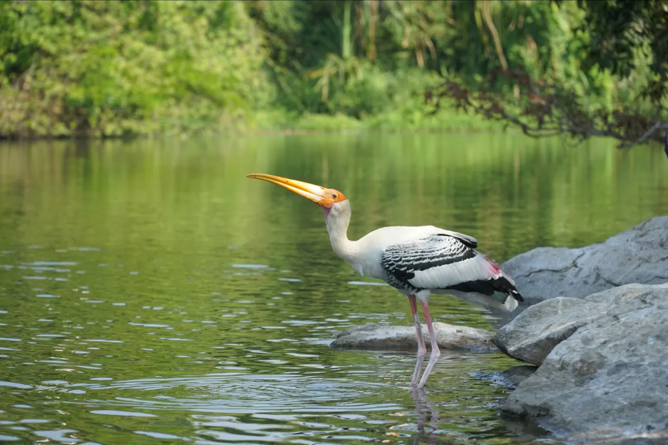 Photo of Ranganathittu Bird Sanctuary By Keshav 