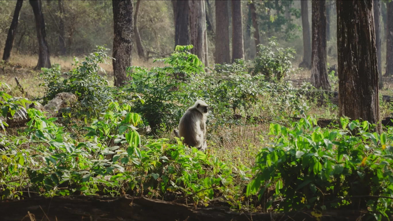 Photo of Nagarhole National Park By Keshav 