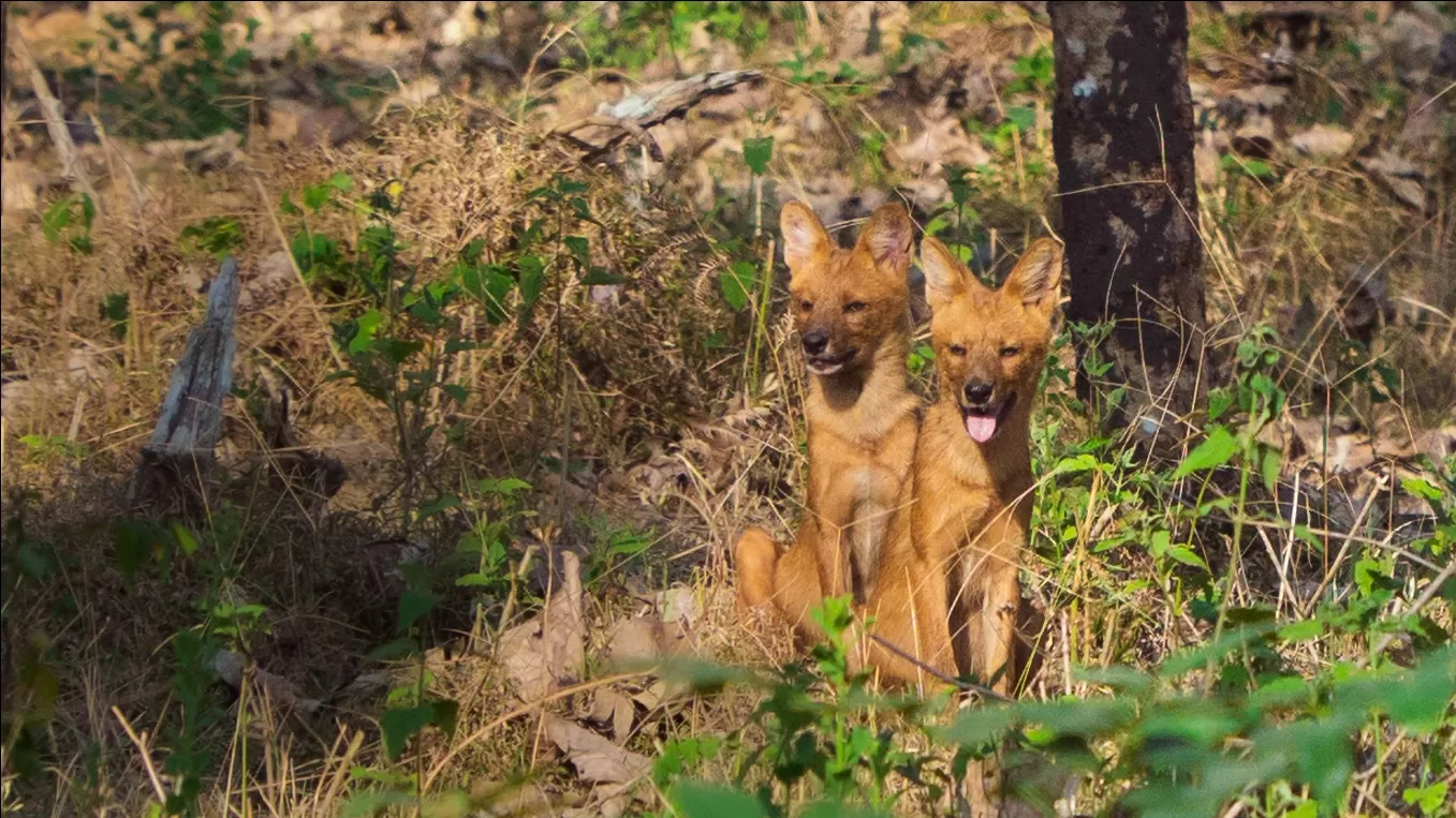 Photo of Nagarhole National Park By Keshav 