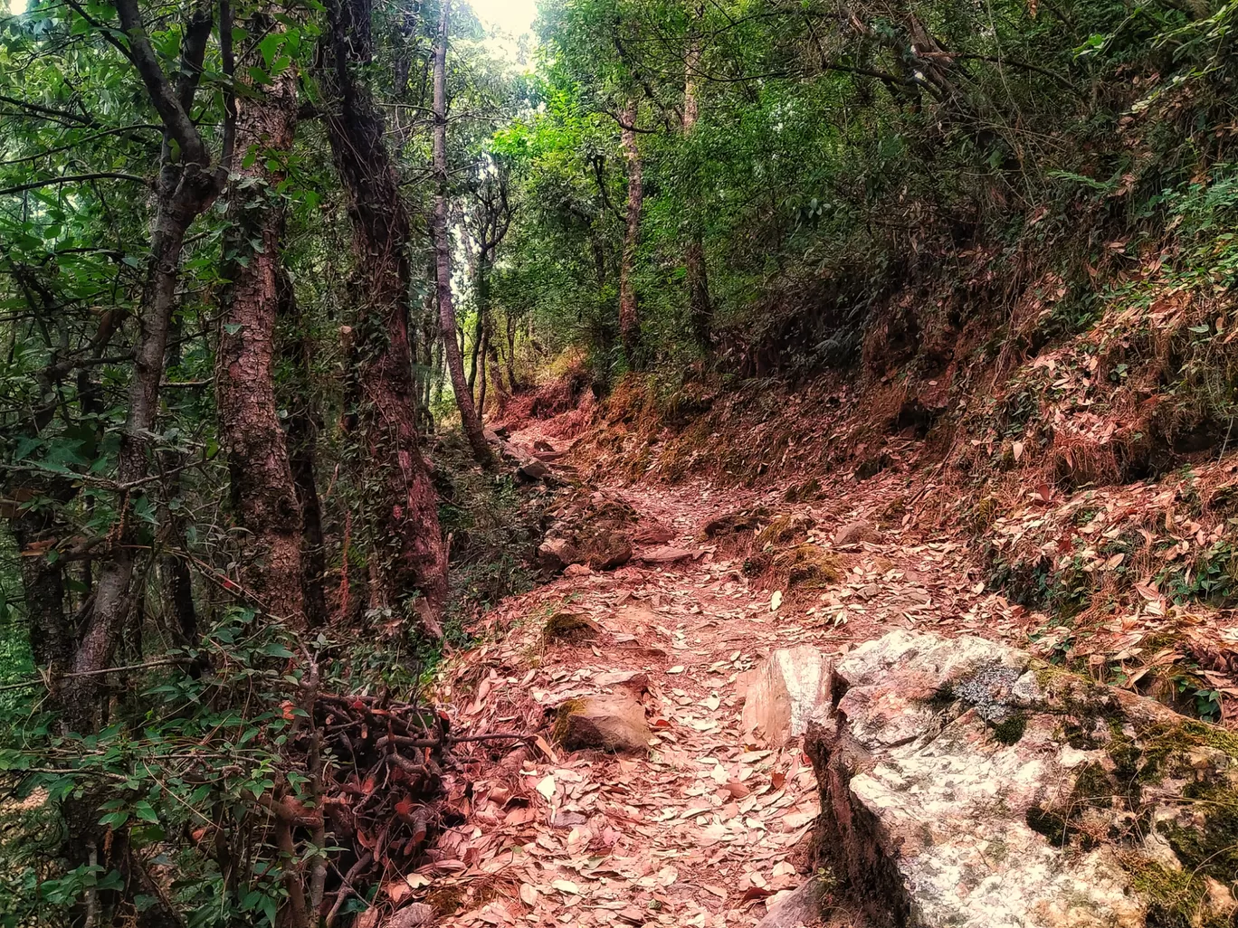 Photo of Totu By Sahil Kapoor