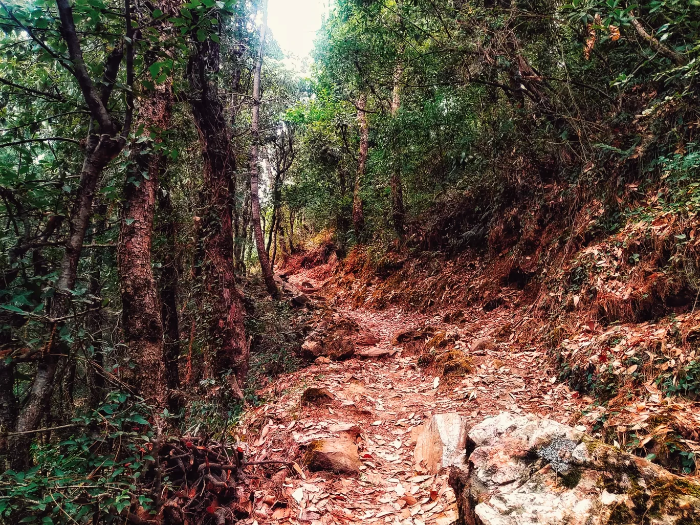 Photo of Totu By Sahil Kapoor