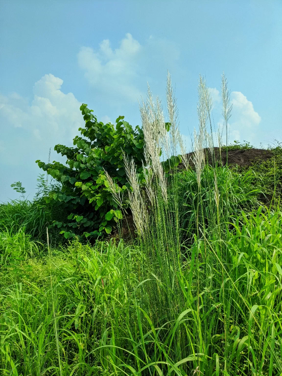 Photo of Orissa By Falak Shah