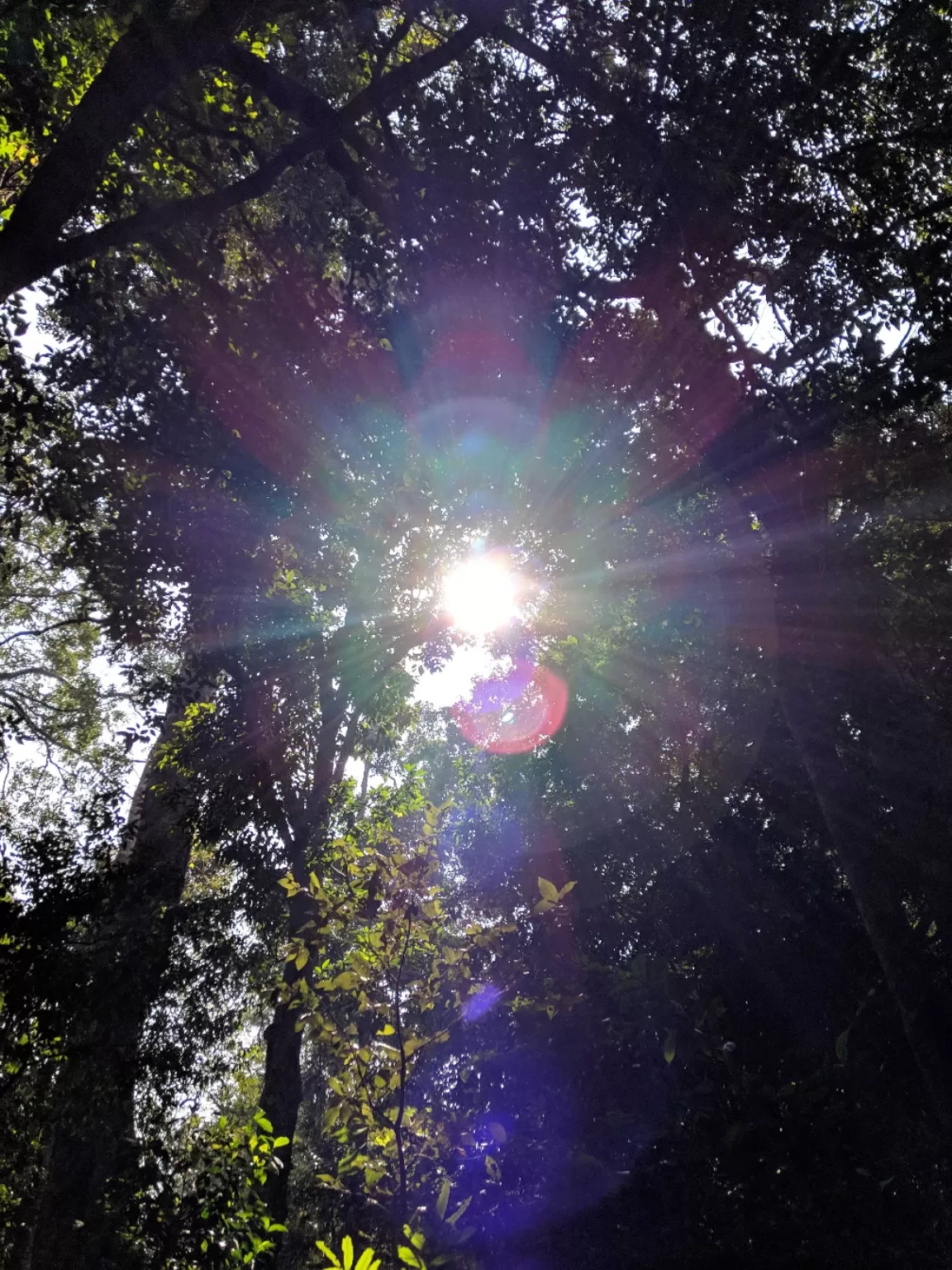 Photo of Nelliyampathy Forest Reserve By Gokul Kn