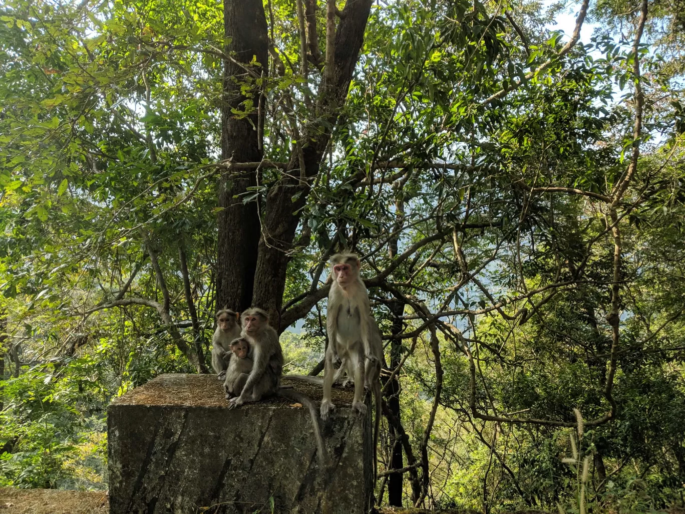 Photo of Nelliyampathy Forest Reserve By Gokul Kn