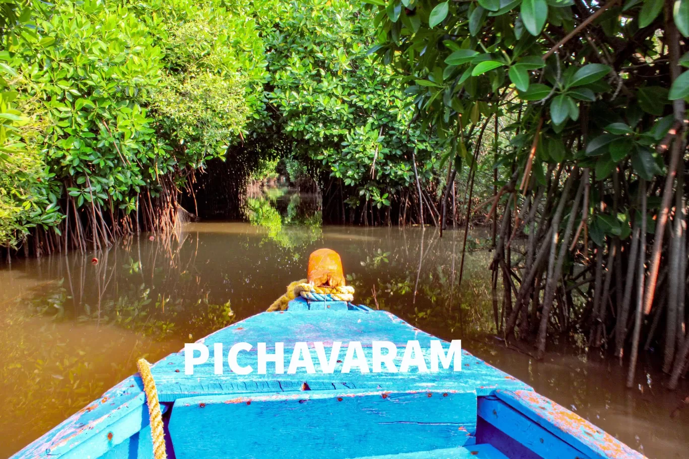 Photo of Pichavaram Mangrove Forest By Manoj P
