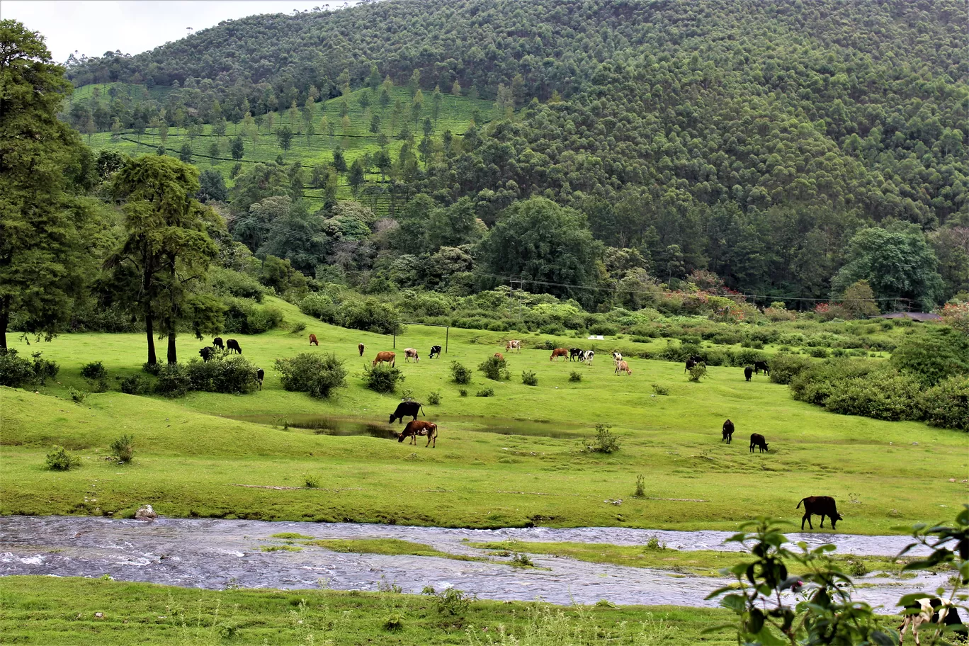 Photo of Munnar By Antony Thomas