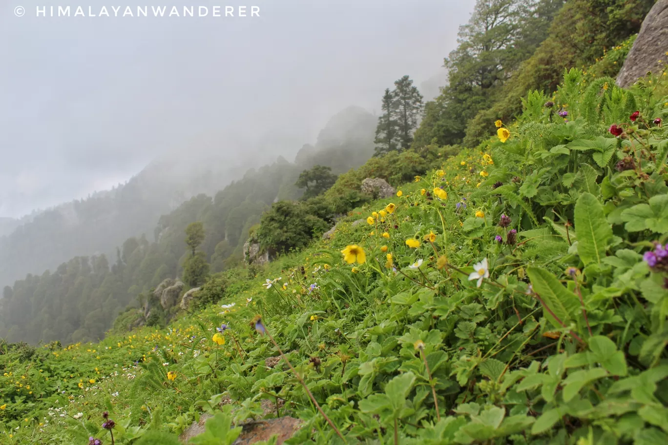 Photo of Churdhar By Himalayan Wanderer